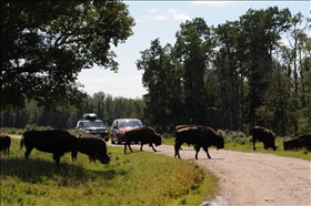 Elk Island NP